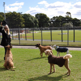 woman holds up frisby for a group of dogs in a park